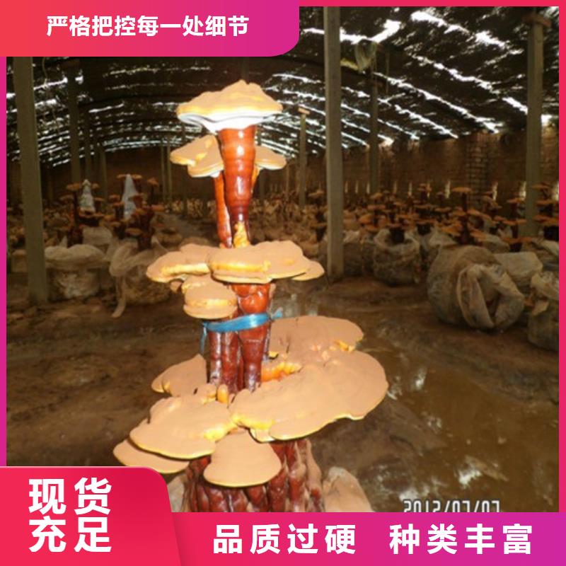 2025欢迎访问##灵芝孢子粉厂家##可定制