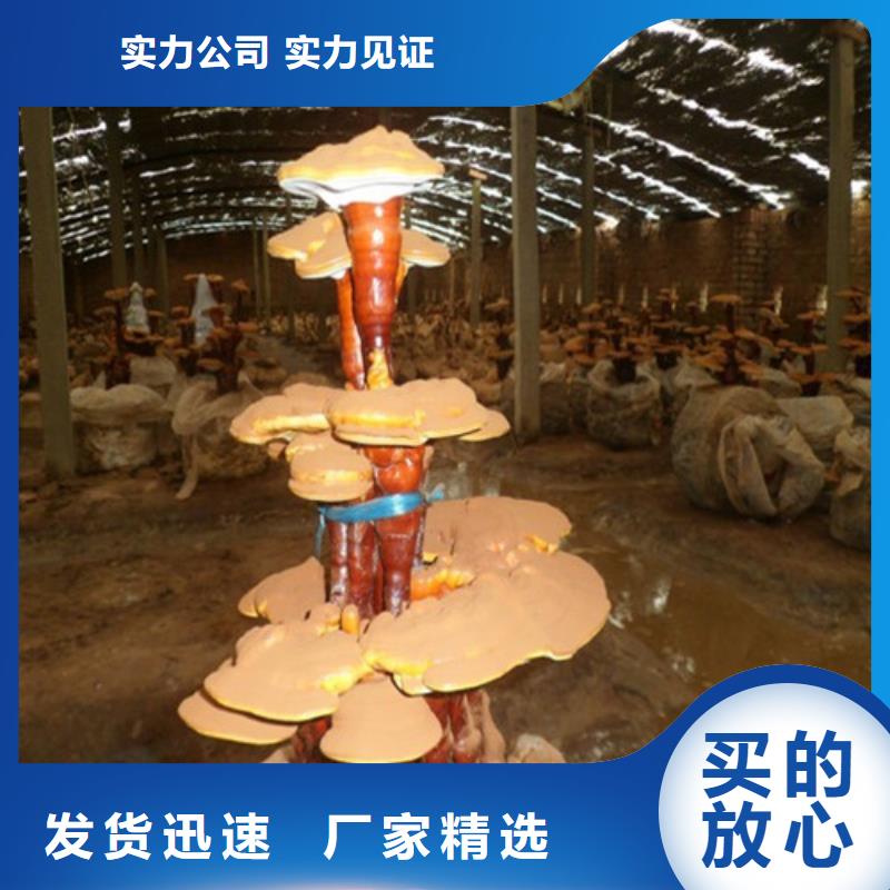 灵芝孢子粉多年专注