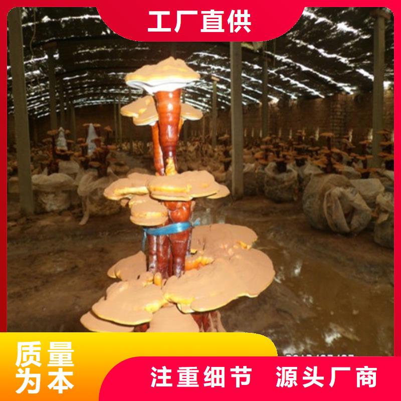 灵芝孢子粉制造厂家