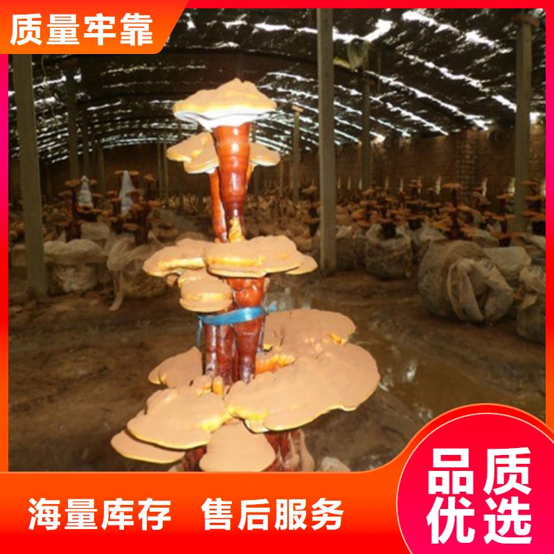 灵芝孢子粉本市配送