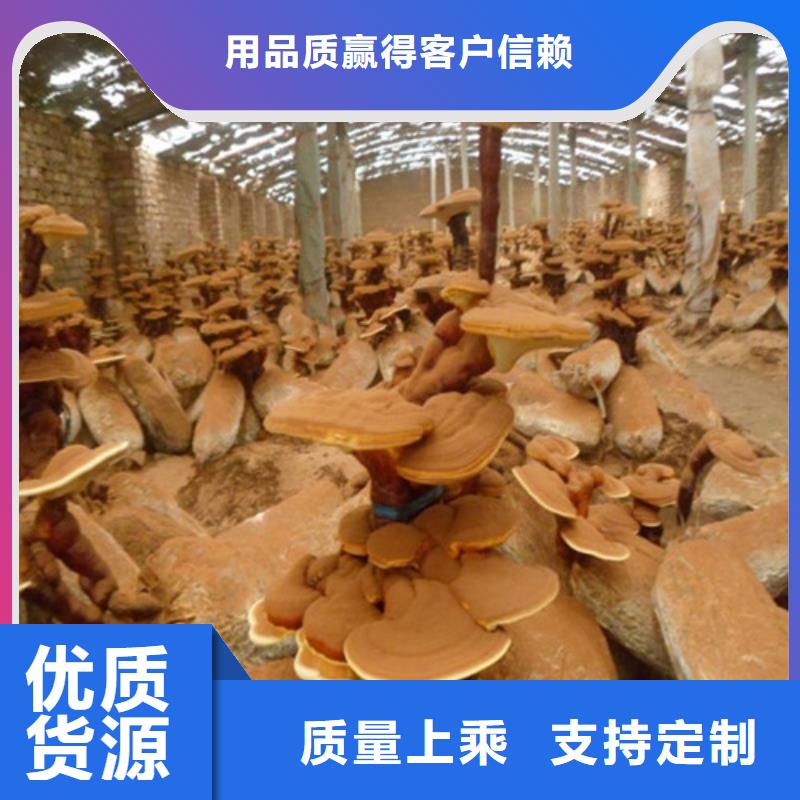 可定制的灵芝孢子粉供应商