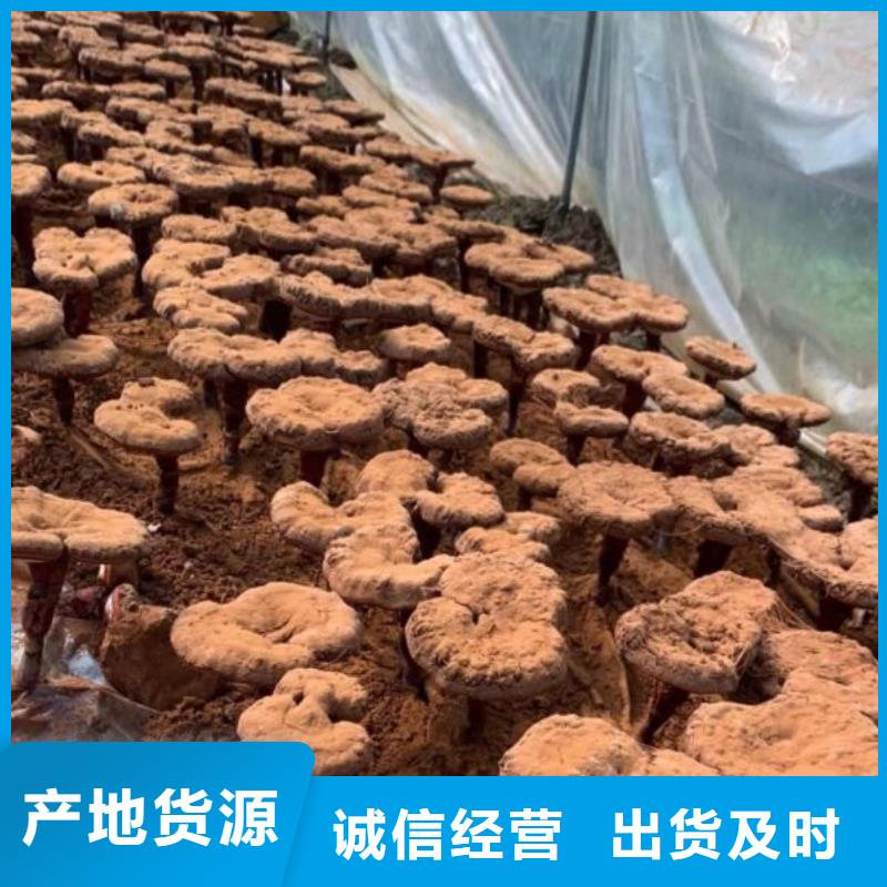灵芝孢子粉成功案例