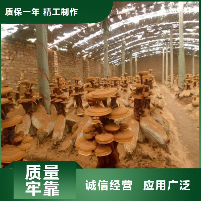 灵芝孢子粉现货批发