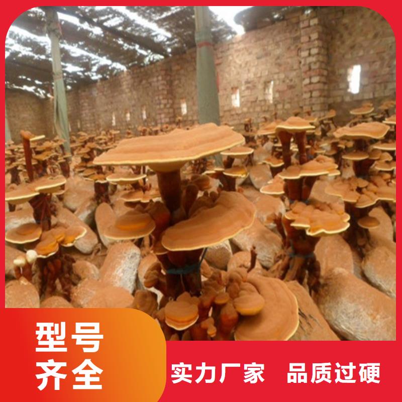 灵芝孢子粉优选厂商