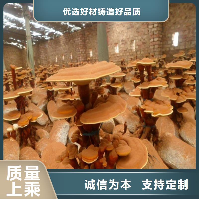 灵芝孢子粉批发-欢迎询价