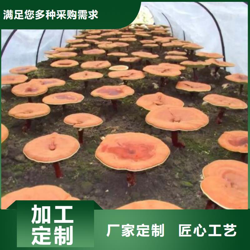 优惠的灵芝孢子粉批发商