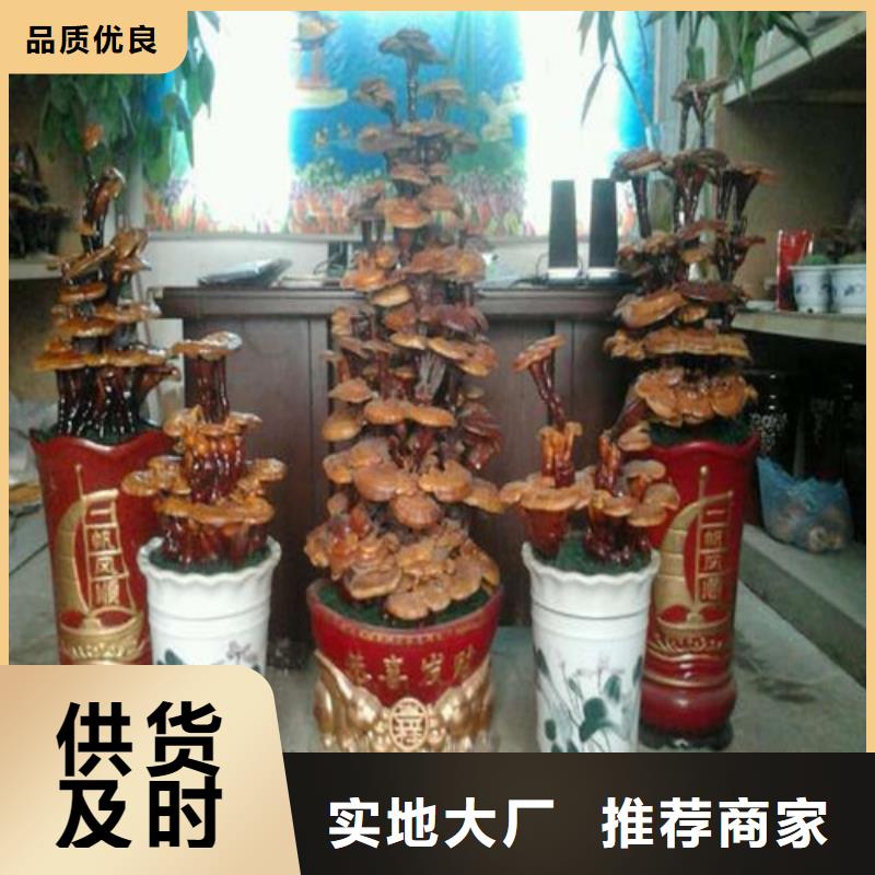 灵芝孢子粉货源稳定