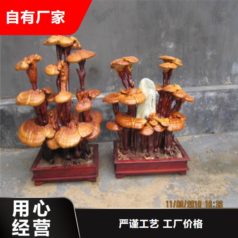 卖灵芝孢子粉的实力厂家