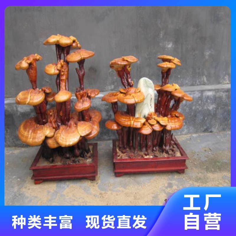 ：灵芝孢子粉生产厂家