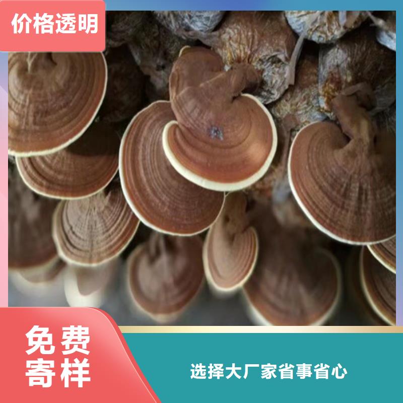 灵芝孢子粉|品质好的灵芝孢子粉厂家
