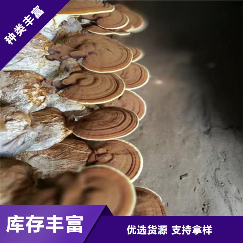 灵芝孢子粉在哪里买当地生产商