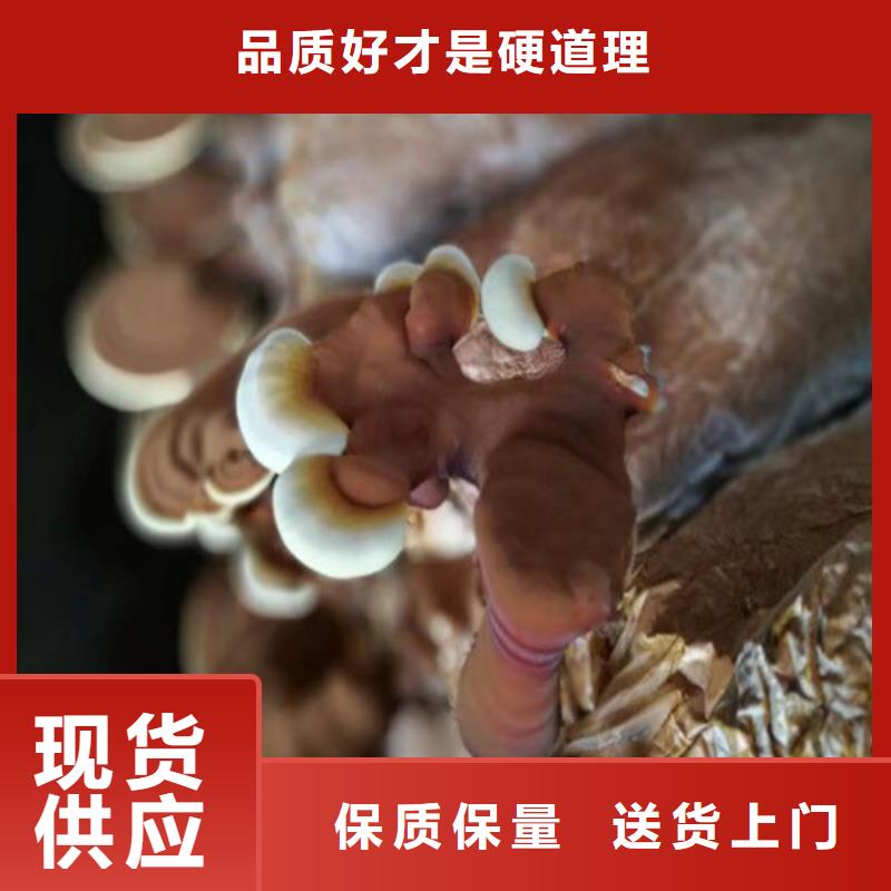 灵芝孢子粉厂家价格优势