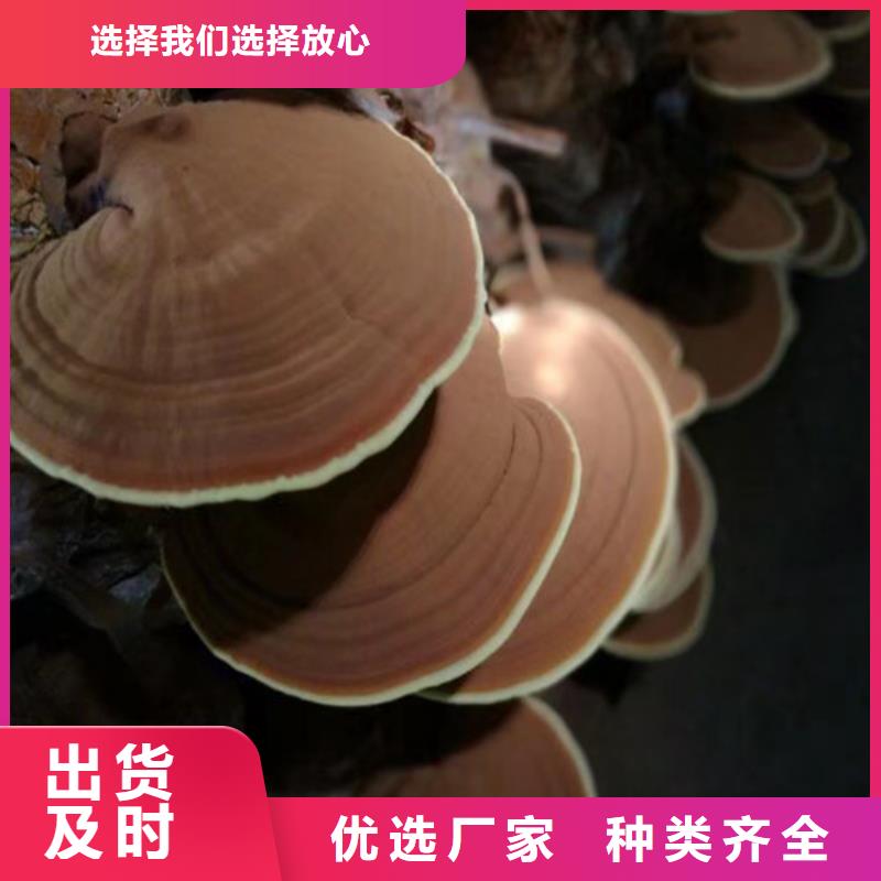 灵芝孢子粉规格全可满足不同需求