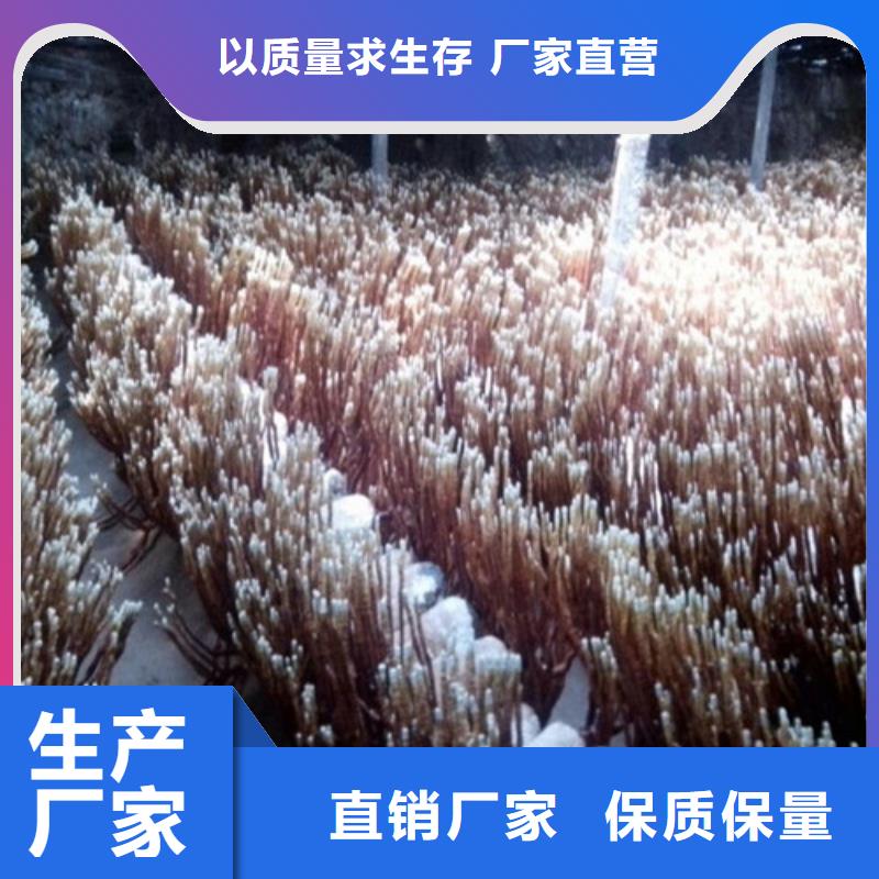 现货供应灵芝孢子粉_厂家/供应实体诚信经营