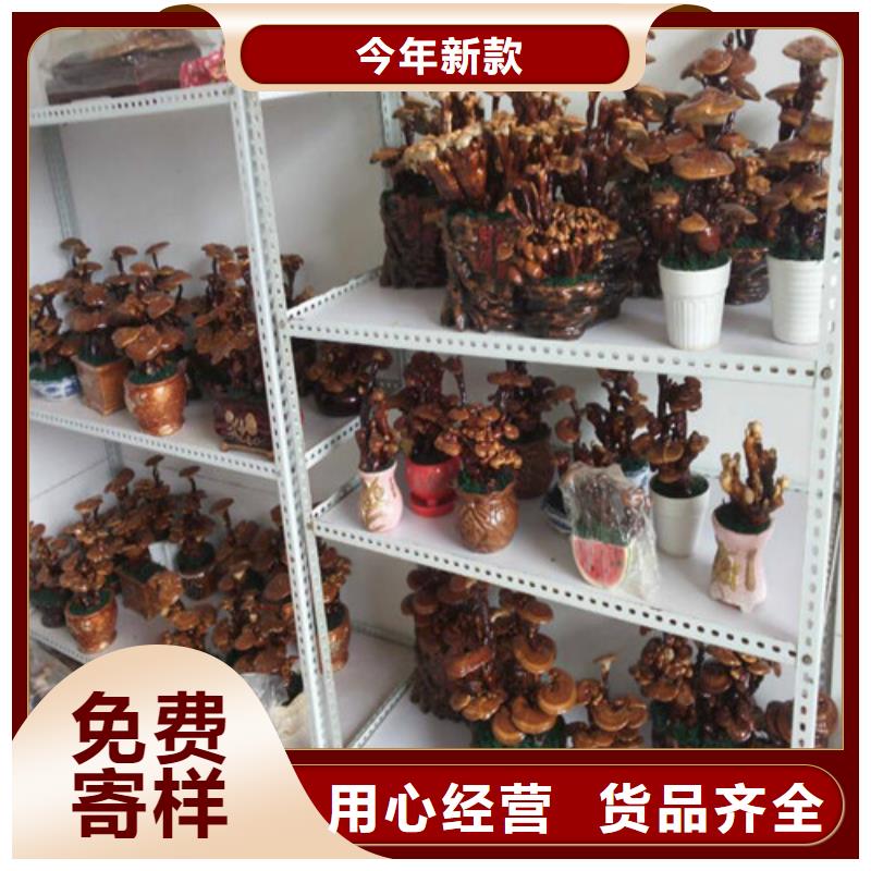 灵芝孢子粉适用范围厂家工艺先进
