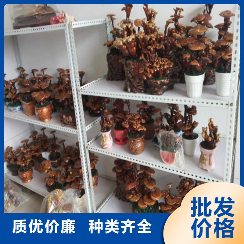 灵芝孢子粉|品质好的灵芝孢子粉厂家