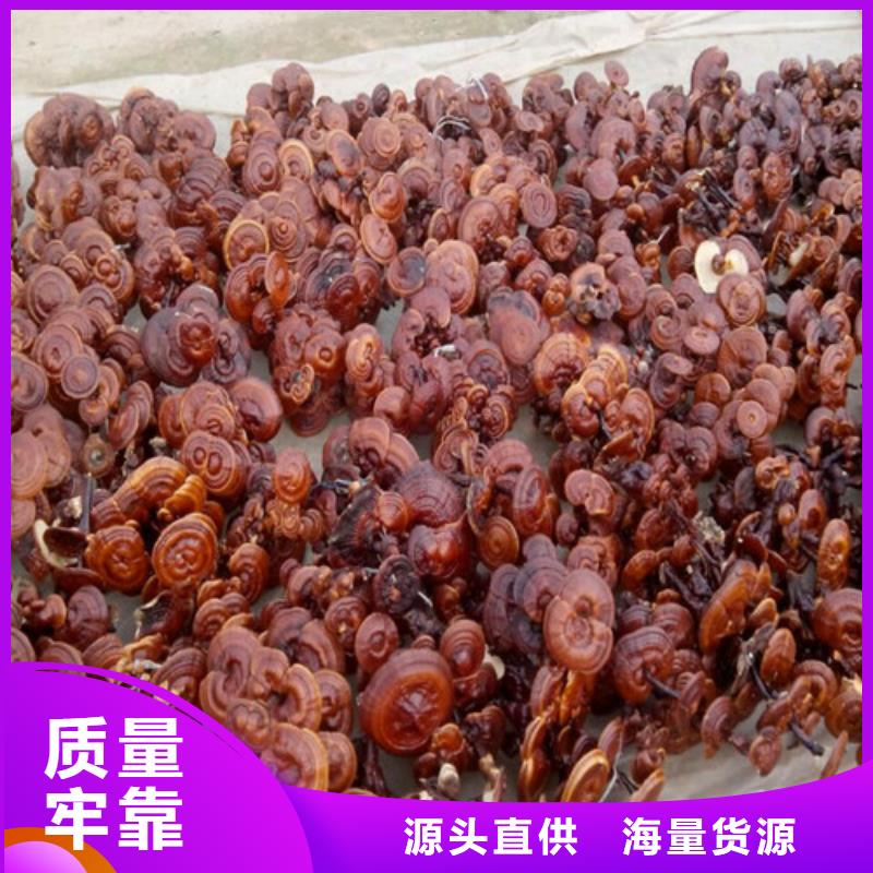 灵芝孢子粉厂家