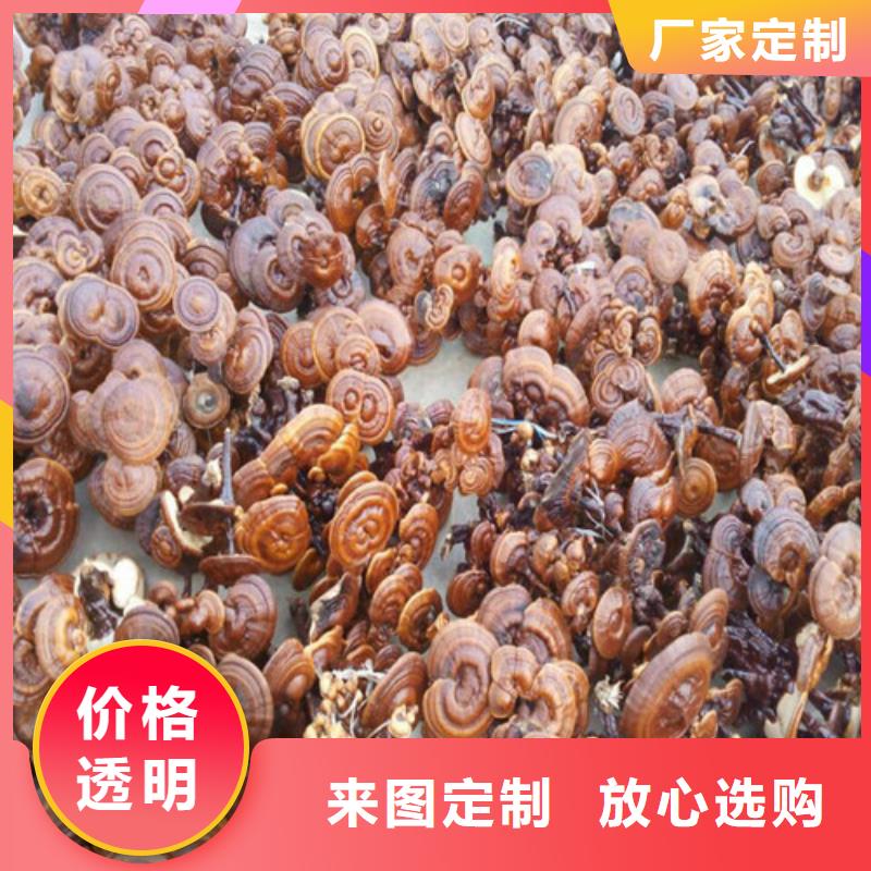 灵芝孢子粉电话报价