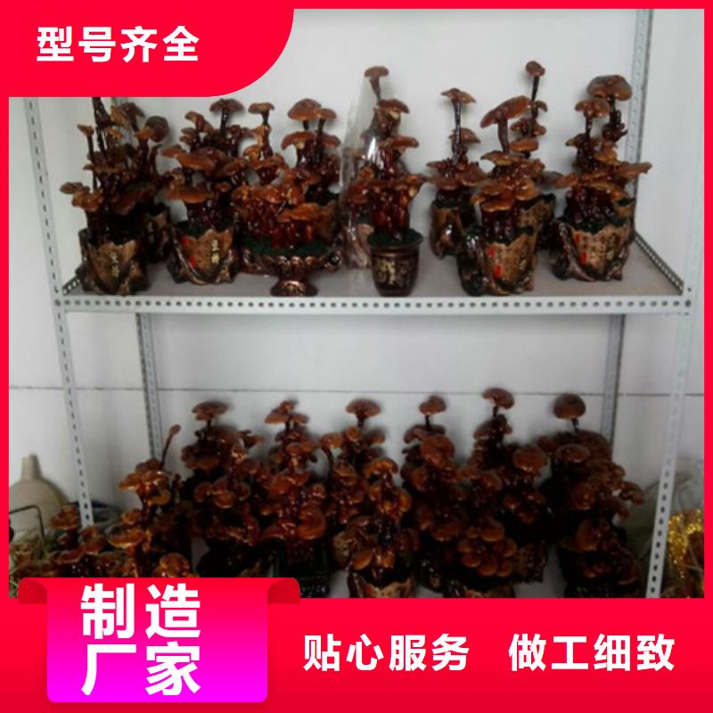 采购灵芝孢子粉必看-售后保障当地供应商
