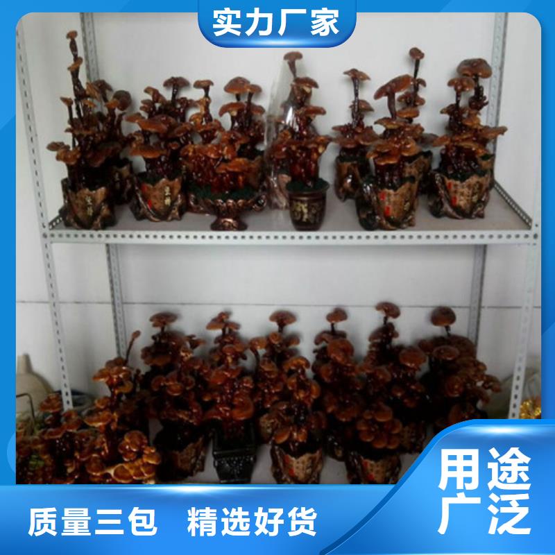 保质保量：灵芝孢子粉本地货源