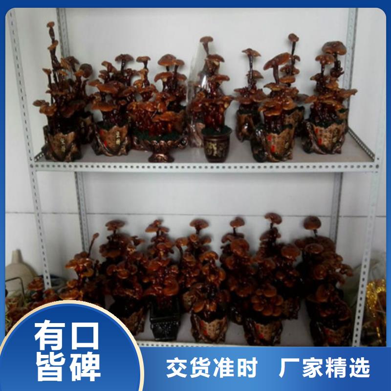 灵芝孢子粉大品牌值得信赖