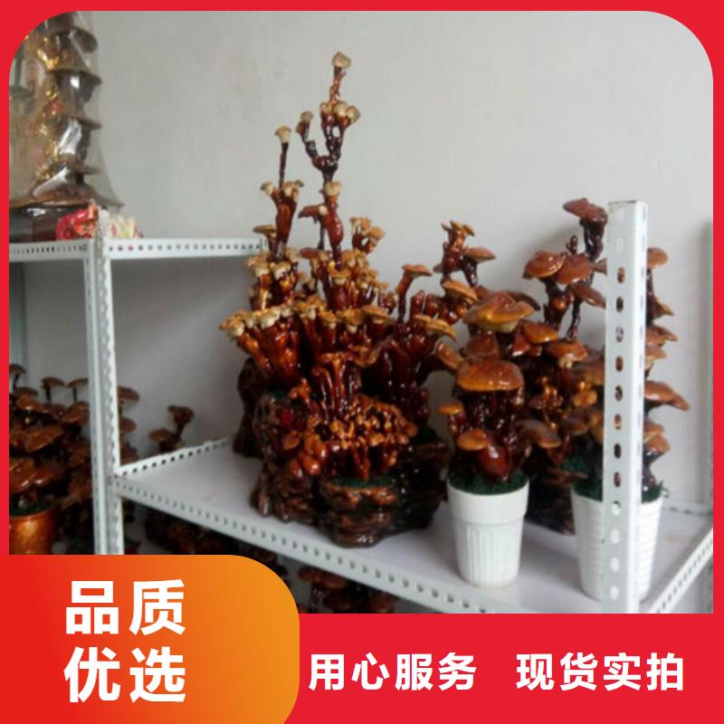 灵芝孢子粉、灵芝孢子粉生产厂家