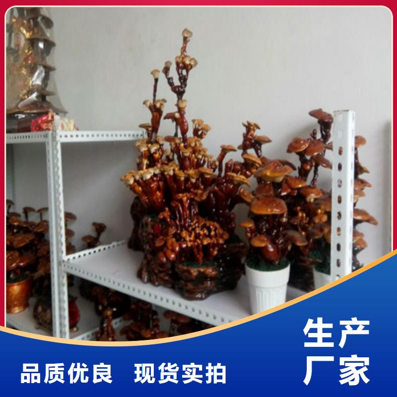 灵芝孢子粉_常年生产