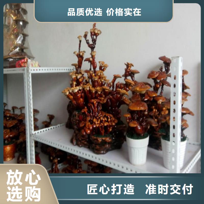 灵芝孢子粉品质商家