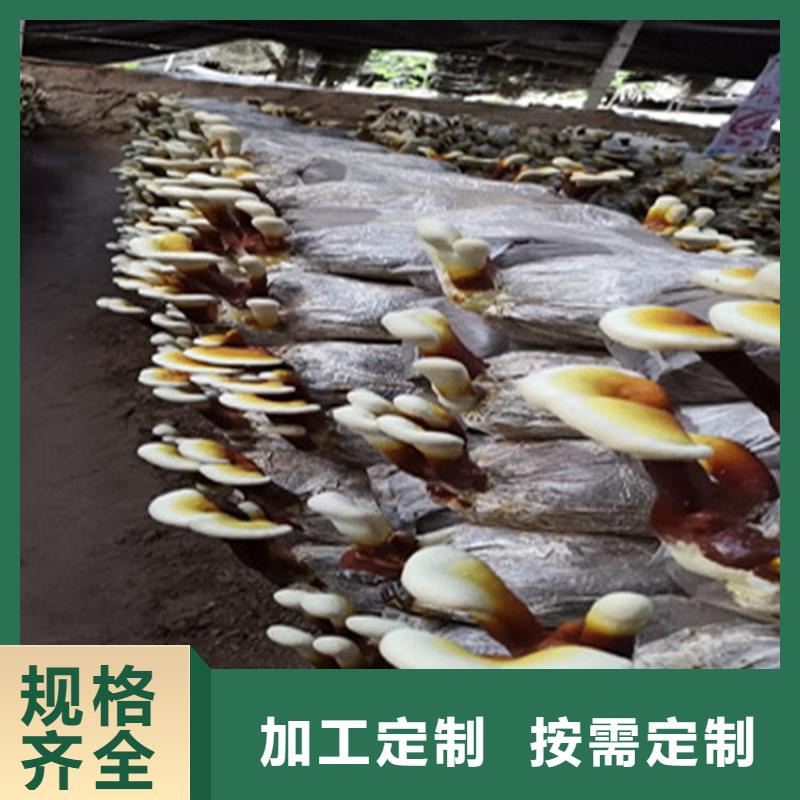 灵芝孢子粉直供全国品牌:本地厂家