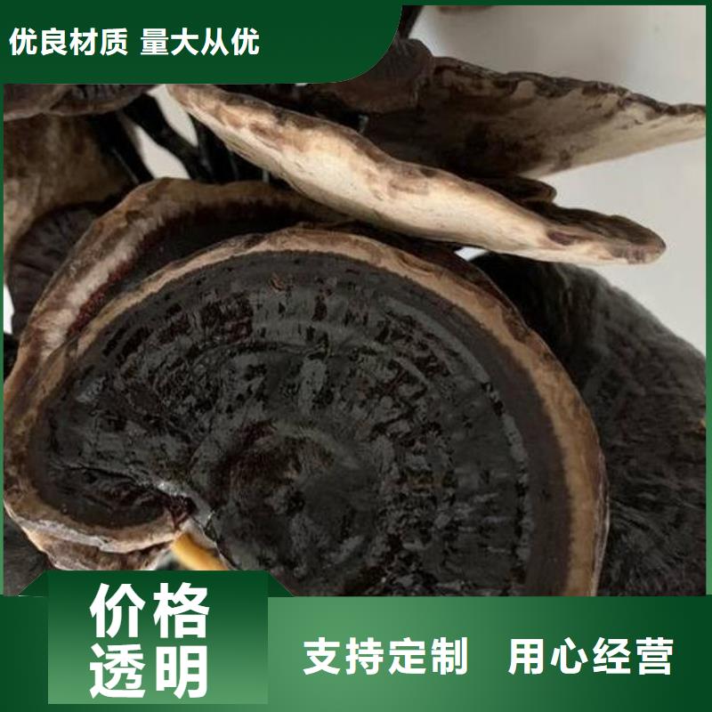 畅销的灵芝孢子粉生产厂家