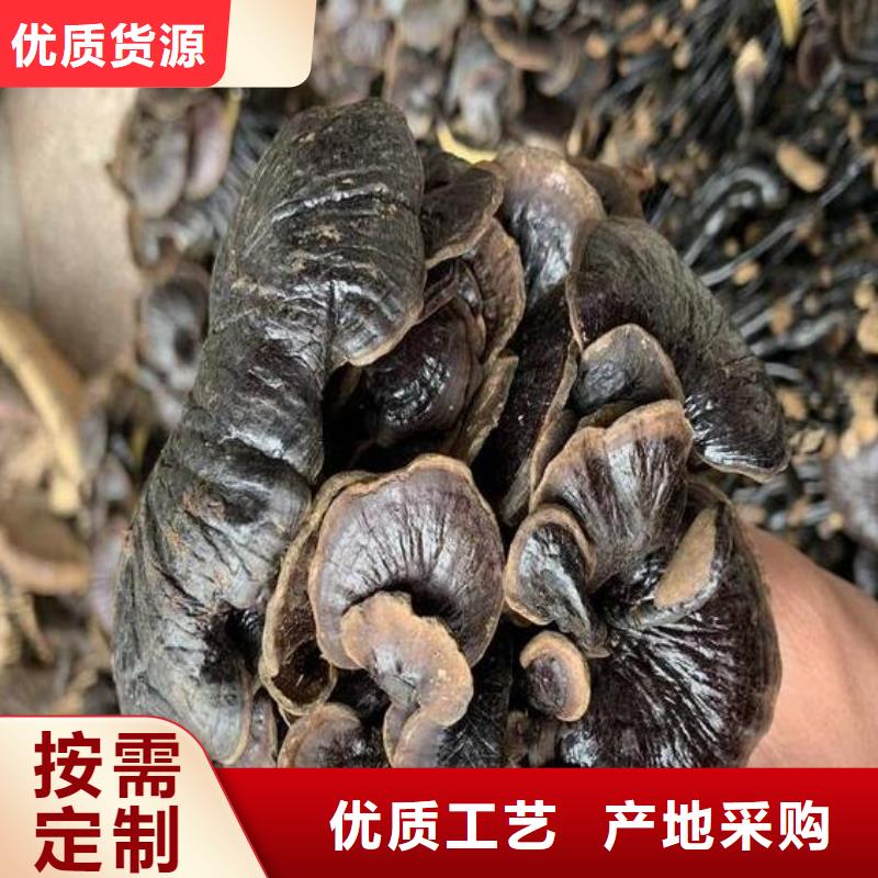 灵芝孢子粉、灵芝孢子粉厂家