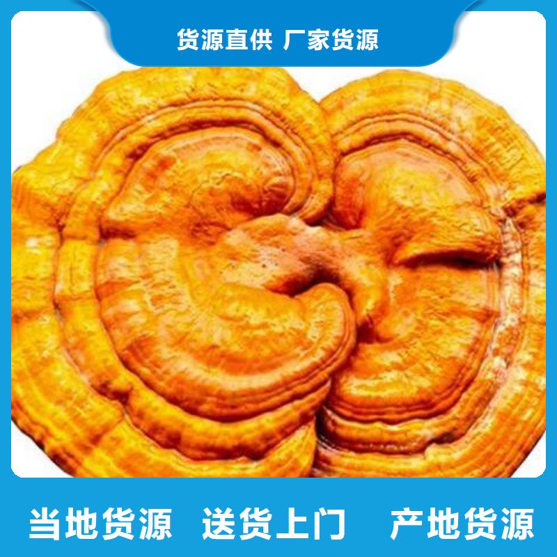 灵芝孢子粉报价资讯