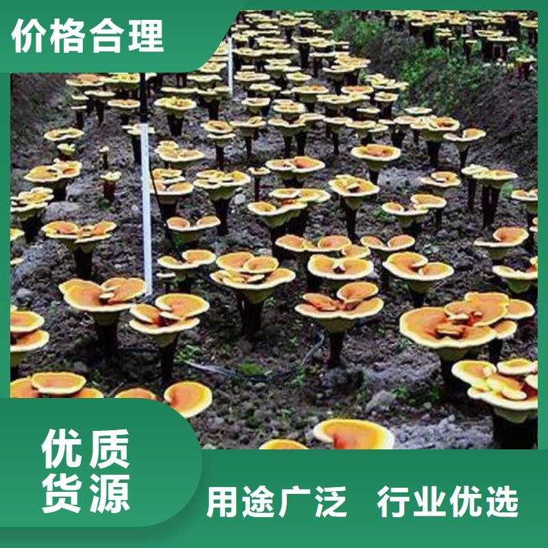 灵芝孢子粉电话报价