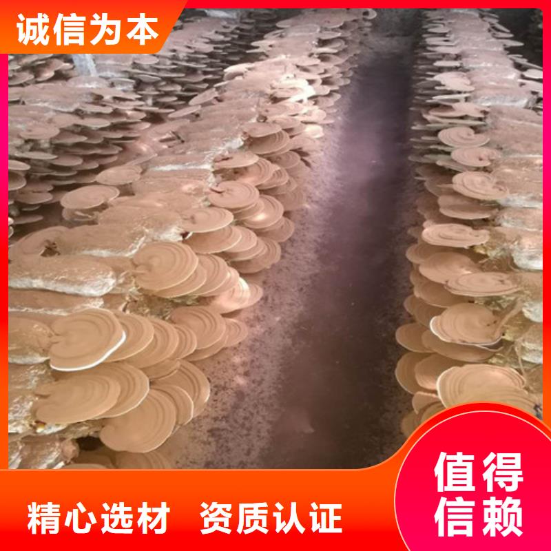 灵芝孢子粉成功案例