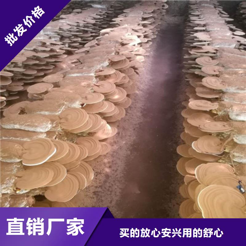 灵芝孢子粉-来电订购