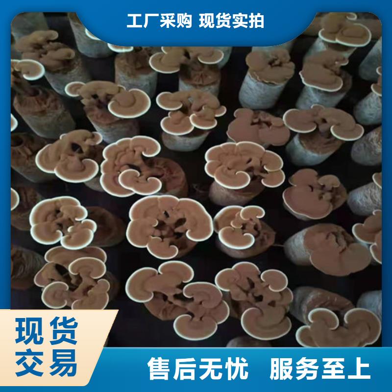 灵芝孢子粉、灵芝孢子粉厂家_规格齐全