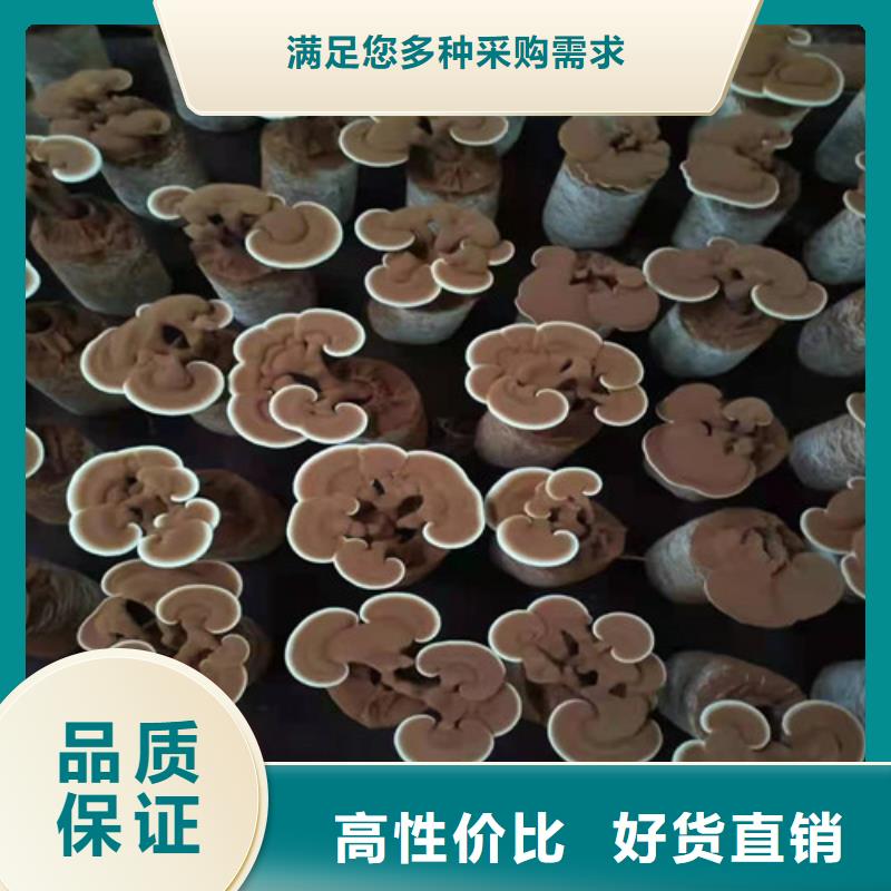 灵芝孢子粉、灵芝孢子粉现货直销