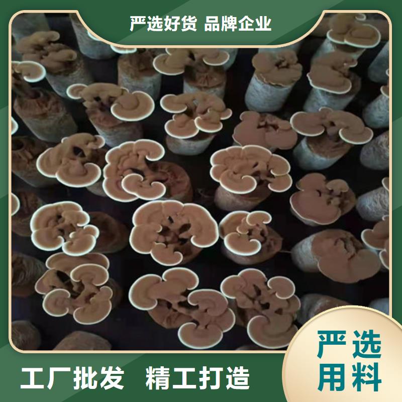 灵芝孢子粉现货采购