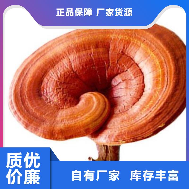 灵芝孢子粉厂家，规格全