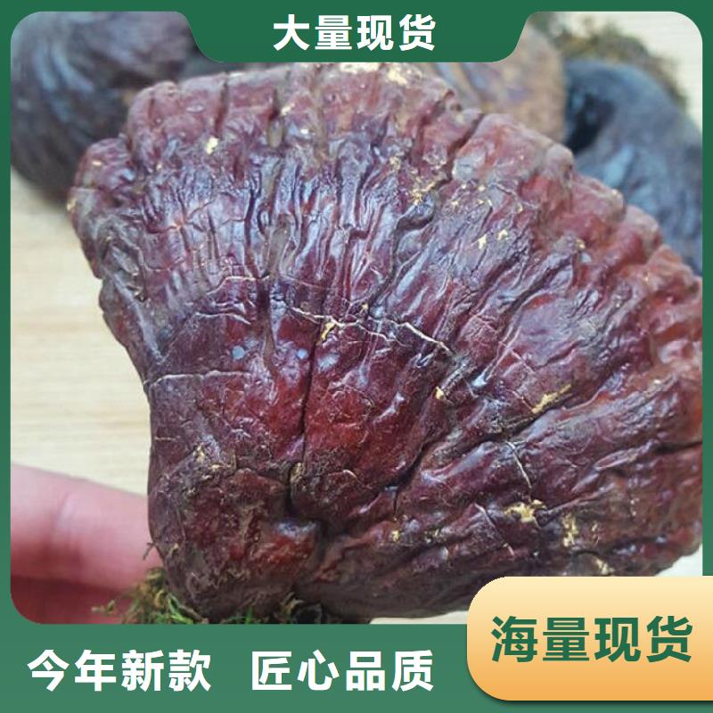 供应批发灵芝孢子粉-优质