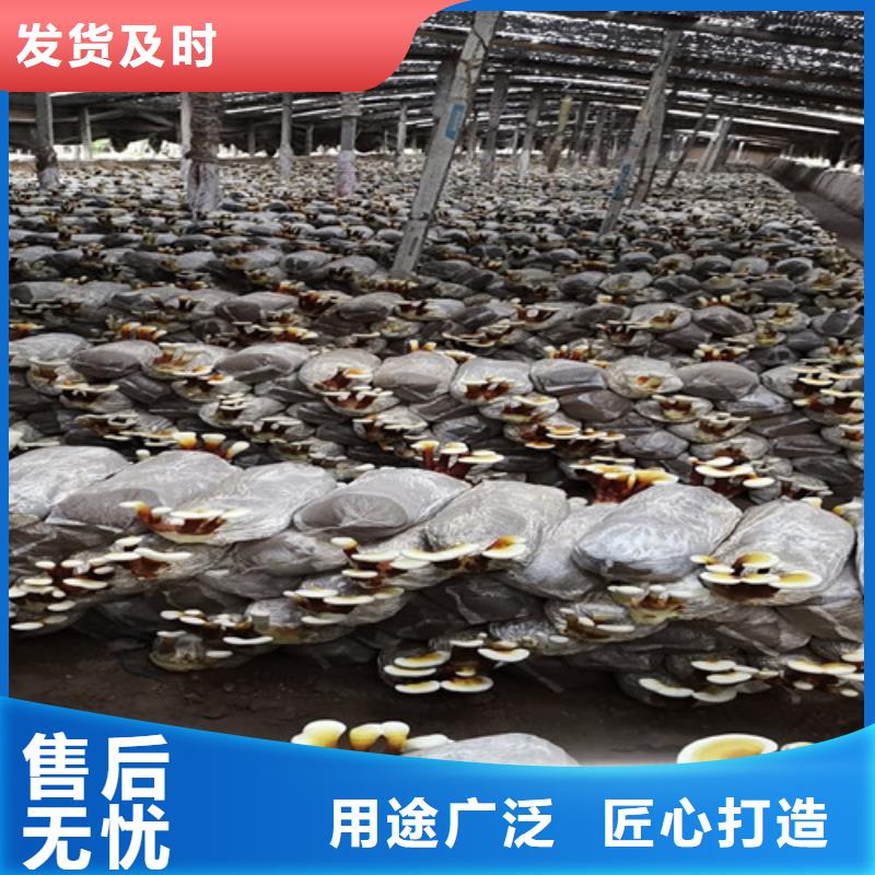 买灵芝孢子粉必看-图文介绍