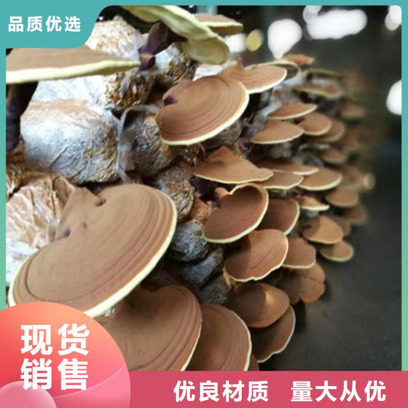 灵芝孢子粉厂家-专心做产品