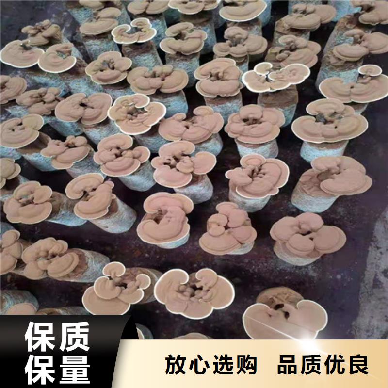 灵芝孢子粉成功案例