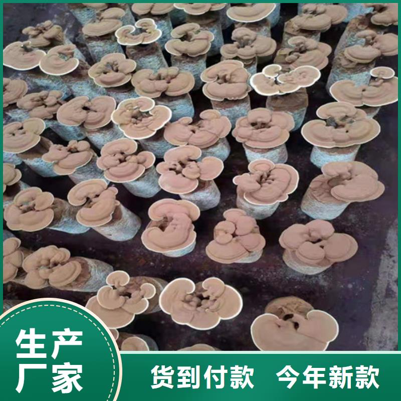质量好的灵芝孢子粉大型厂家
