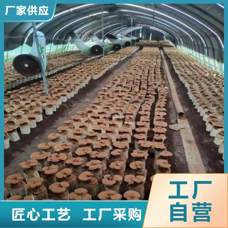 灵芝孢子粉常年现货