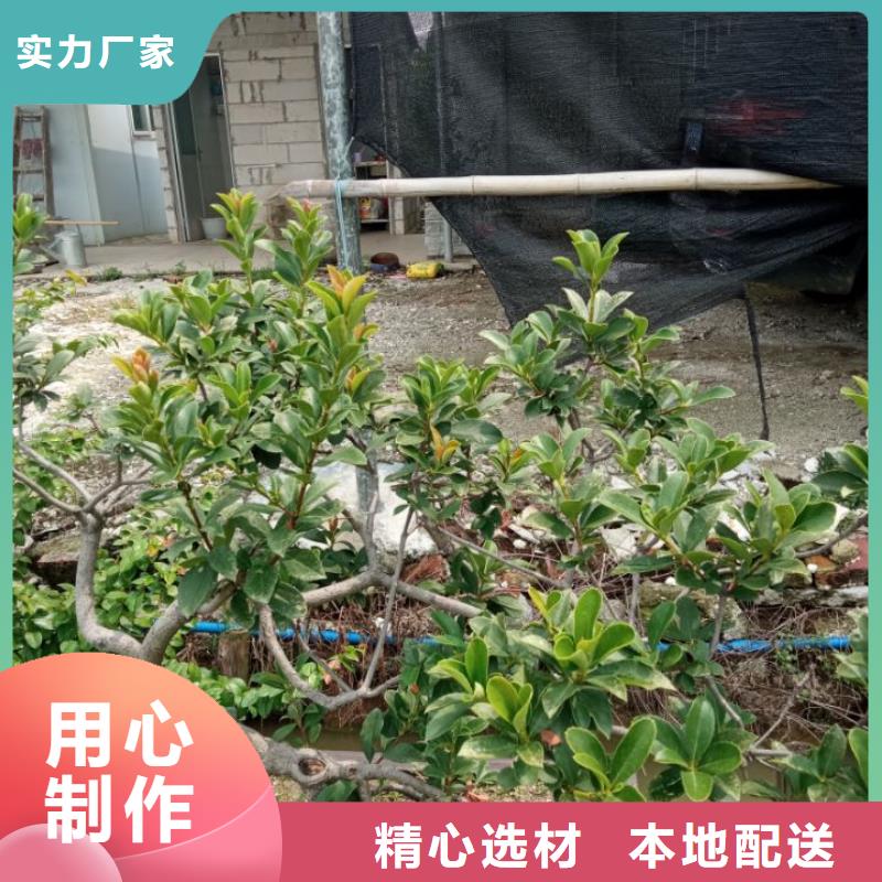 实力雄厚的建筑维修修缮供应商