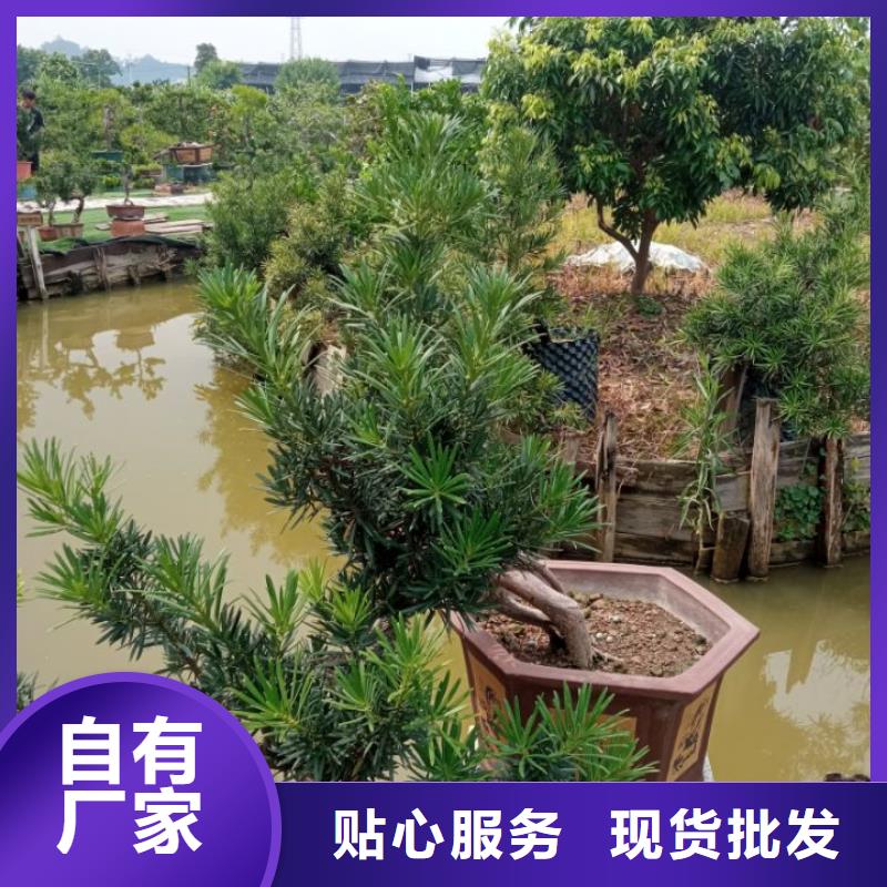 建筑维修修缮厂家批发供应