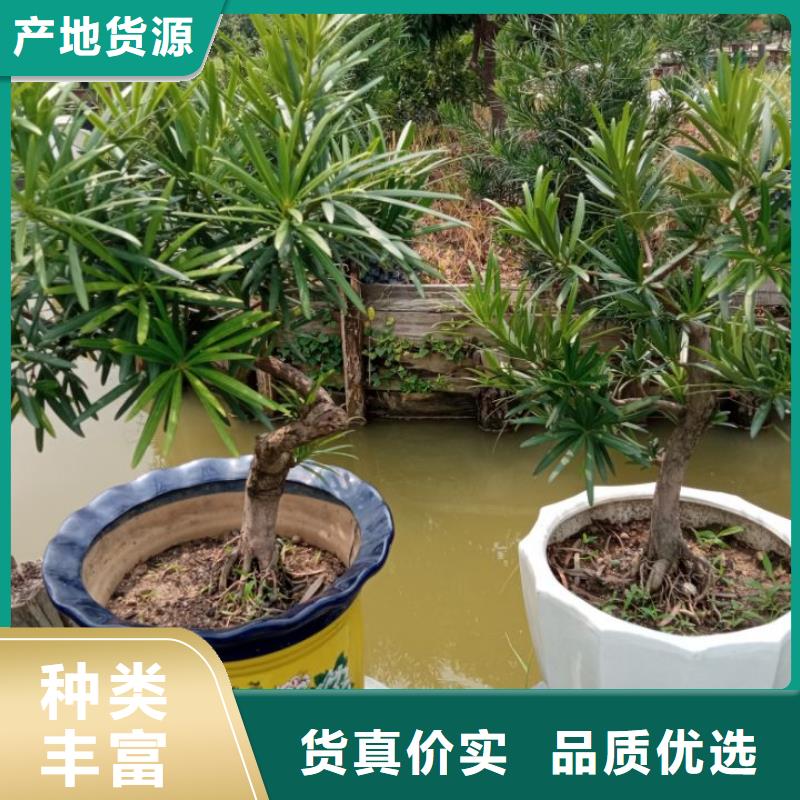 建筑维修修缮实力工厂