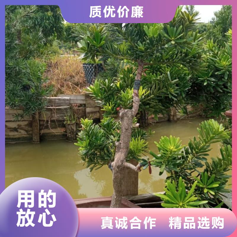 松北实力雄厚的建筑维修修缮供应商