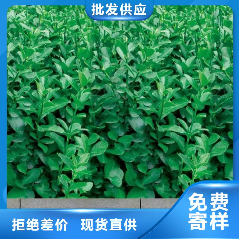 防寒布-多年大厂的图文介绍